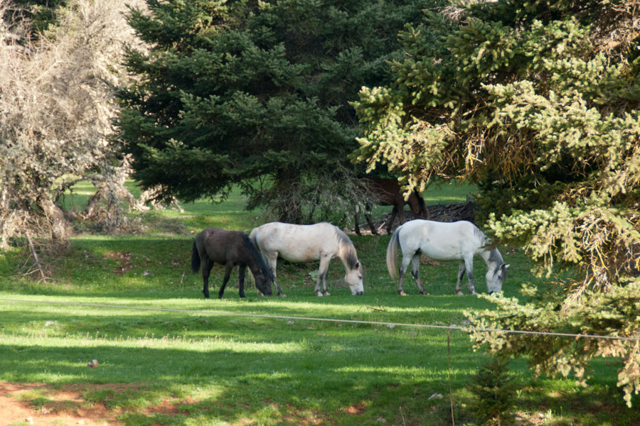 Οδοιπορικό στα χωριά της ορεινής Φωκίδας - Επεισόδιο 2 - Καλοσκοπή και Καταφύγιο ΟΙΤΗ ( Video )